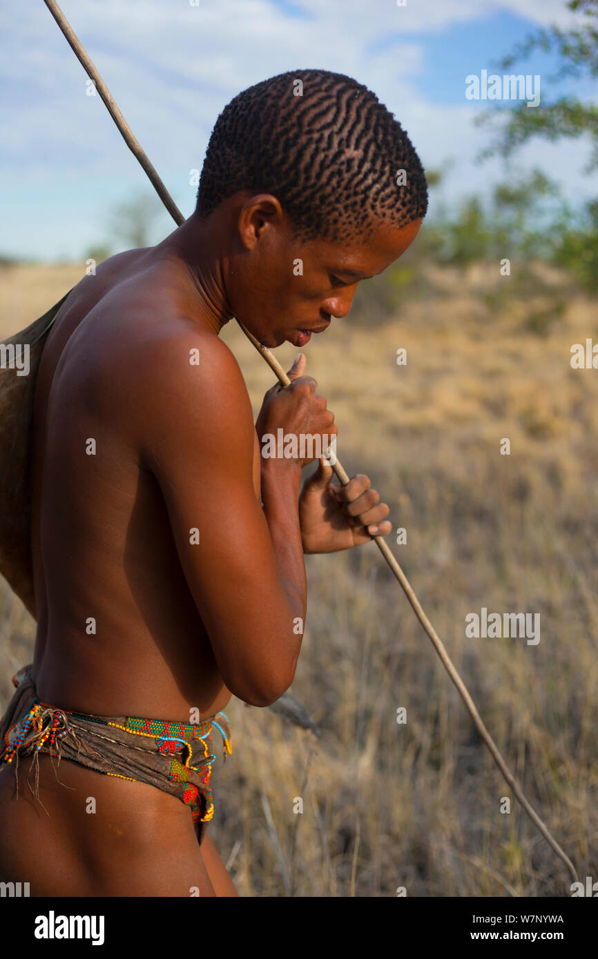 A young Zu/'hoasi Bushman hunter looks for Spring Hare (Pedetes capensis) burrows on the plains of the Kalahari. The long stick has a hook on the end and is inserted into a burrow to catch the hares. Botswana. April 2012. Stock Photo