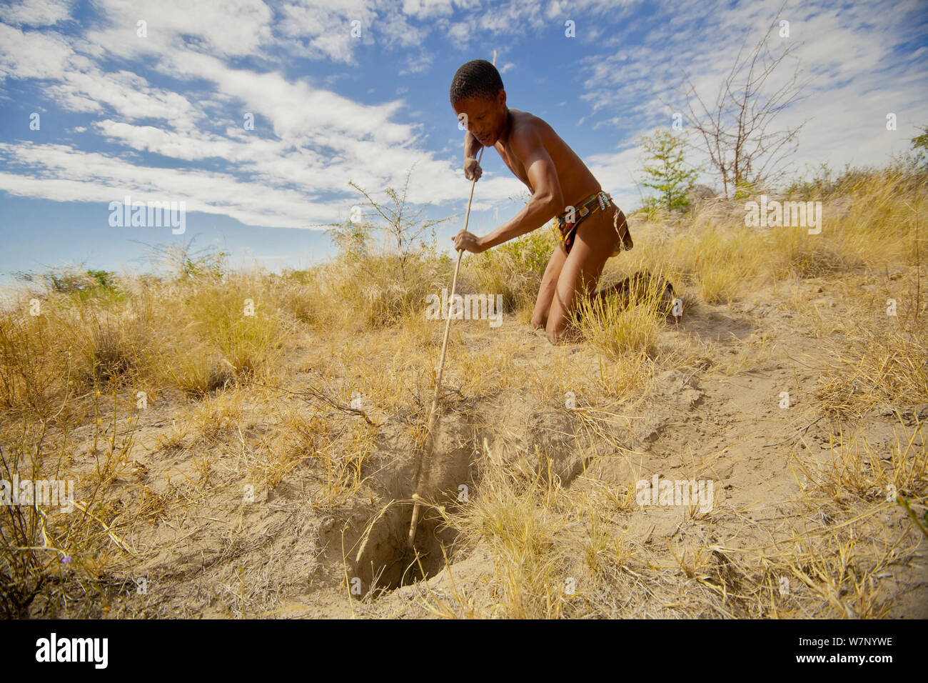 A young Zu/'hoasi Bushman hunter uses a long pole with a hook on the end to catch Spring Hares (Pedetes capensis) in a burrow in the Kalahari, Botswana. April 2012. Stock Photo
