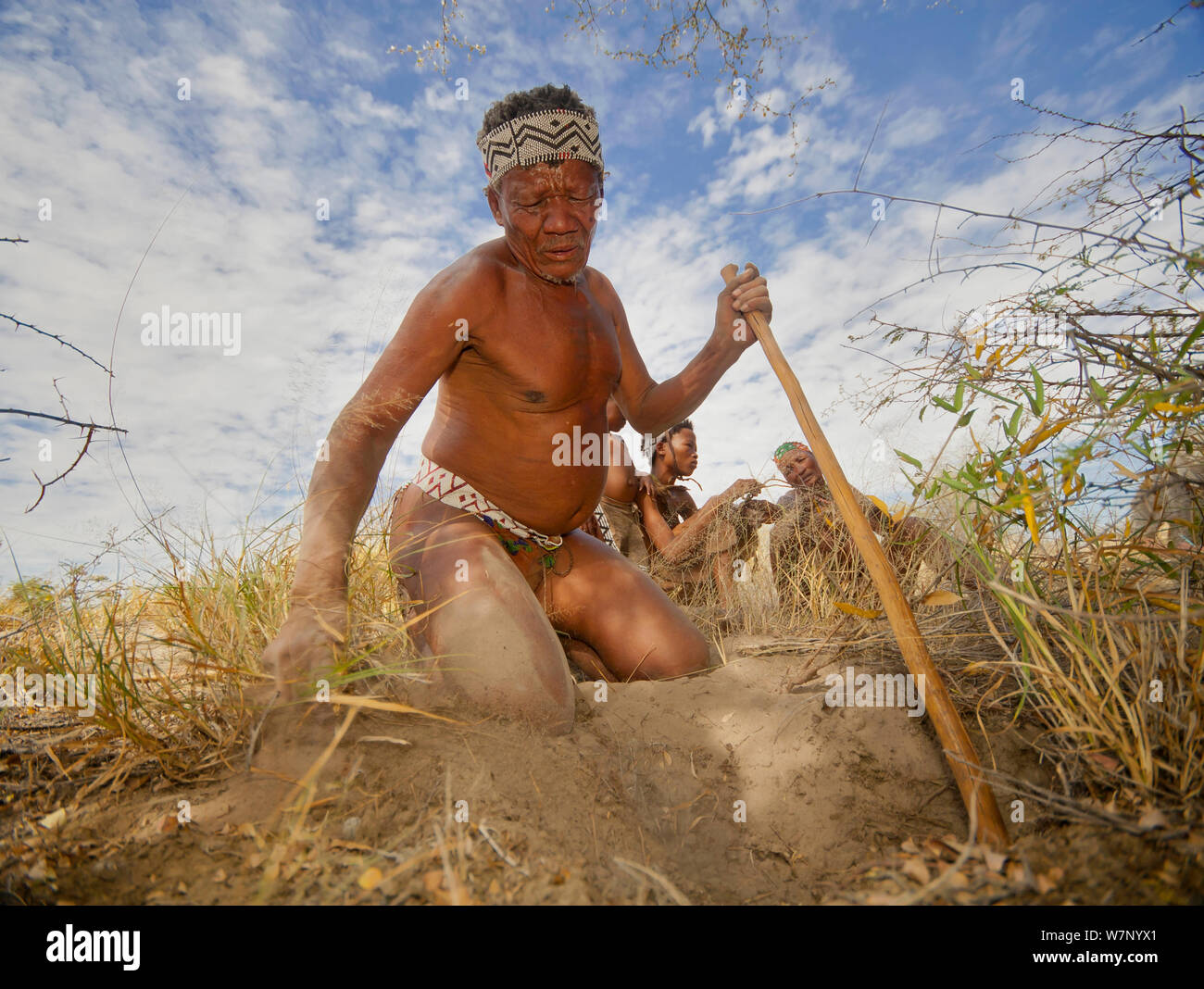 A Zu/'hoasi Bushman digs for a tuber using a stick in the dry ground of the Kalahari, Botswana. April 2012. Stock Photo