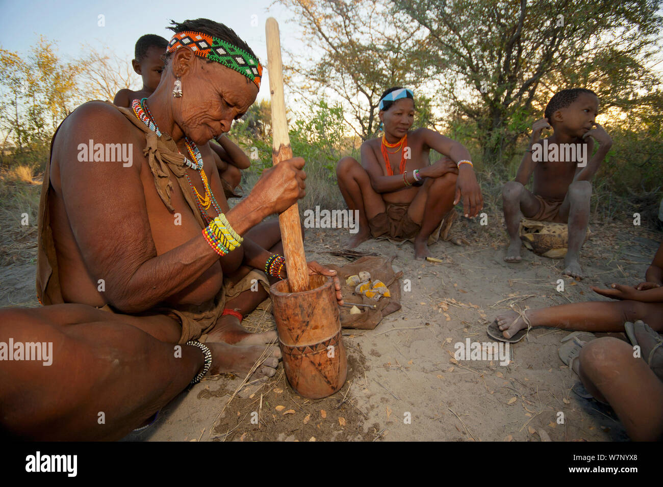 Zu/'hoasi Bushman women preparing food using a wooden pestle and mortar in the Kalahari, Botswana. April 2012. Stock Photo