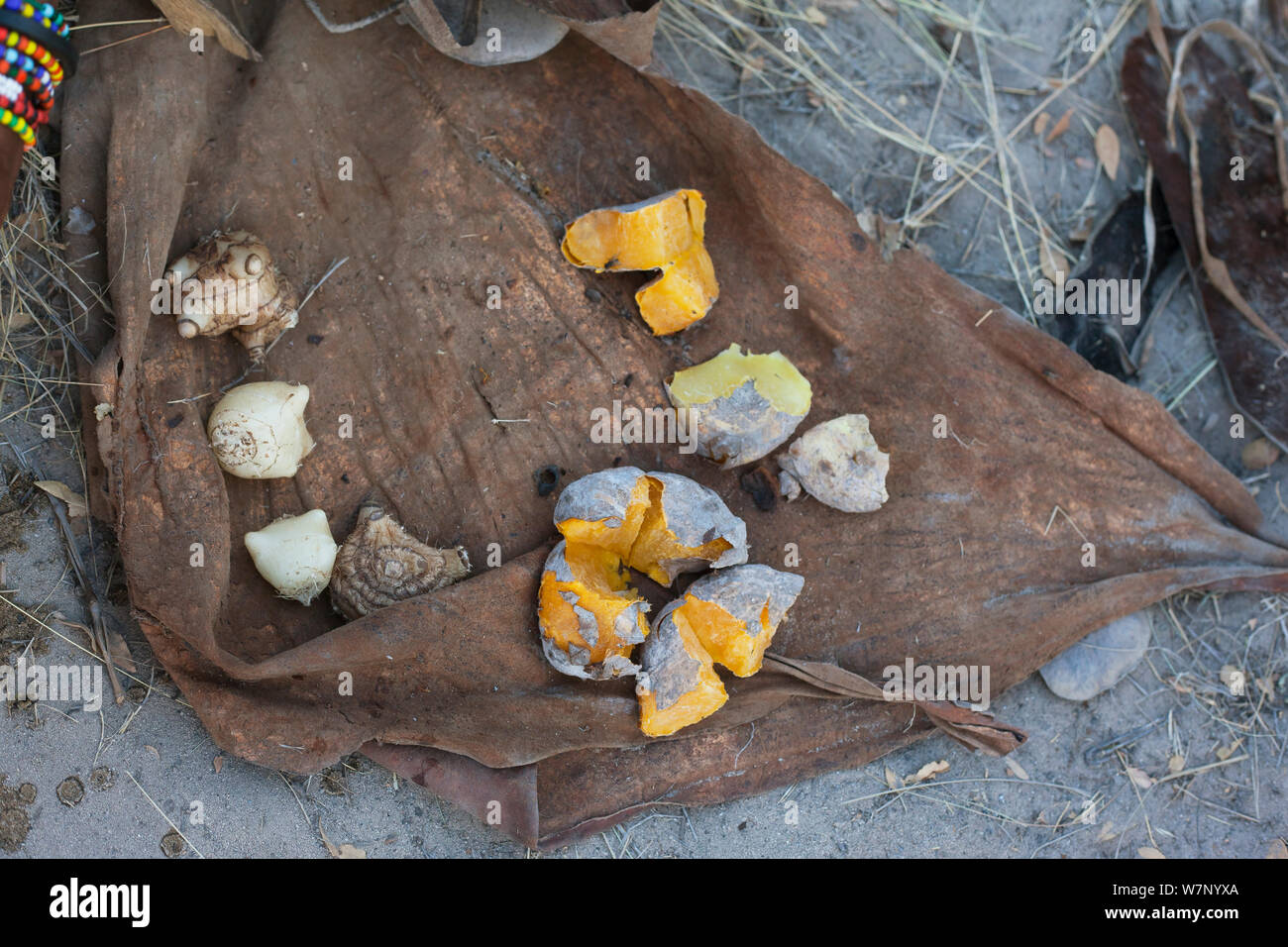 Kalahari Bushmen Food High Resolution Stock Photography and Images Alamy