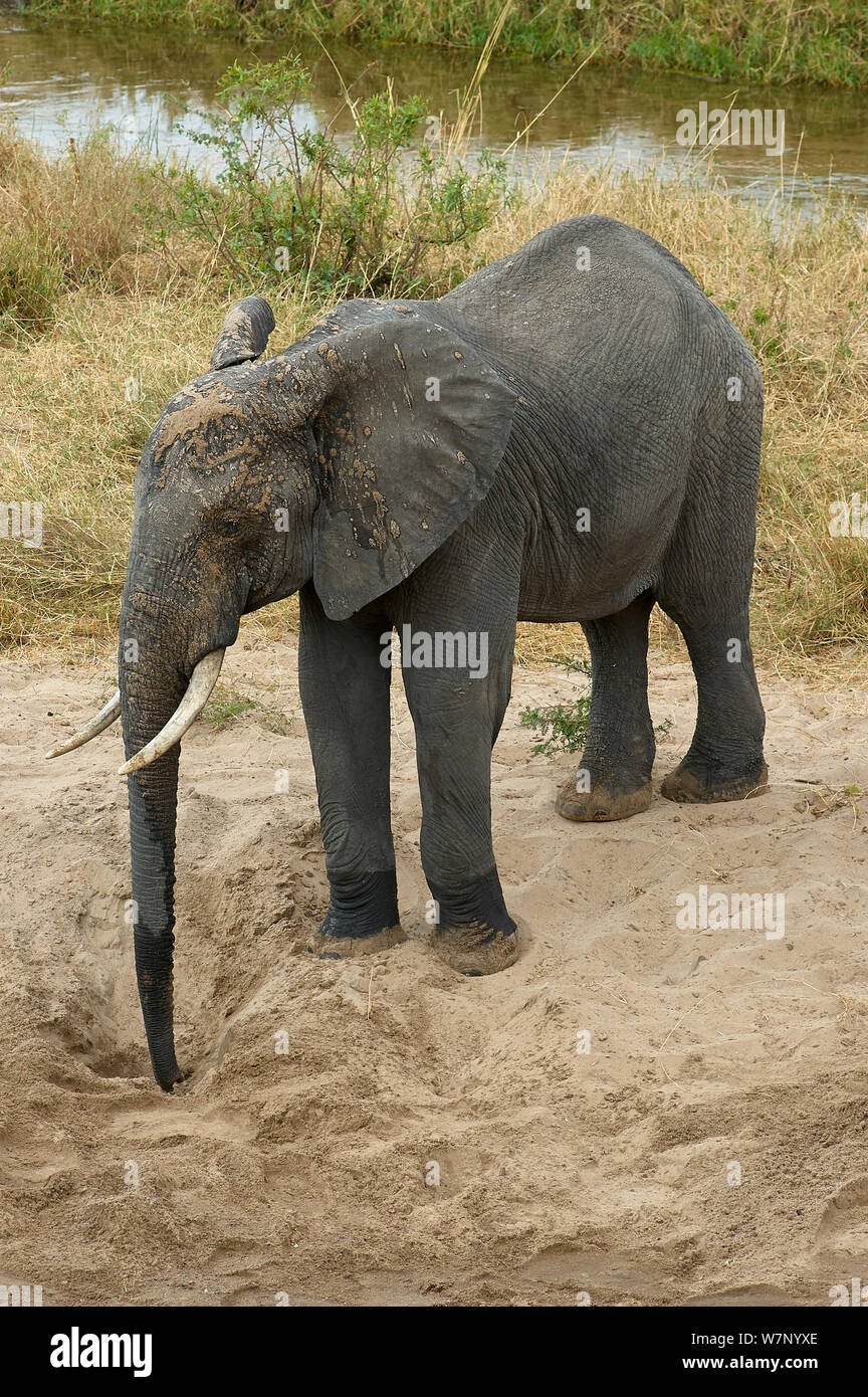 A juvenile elephant enjoys splashing around with mud, as so many other youngsters Stock Photo