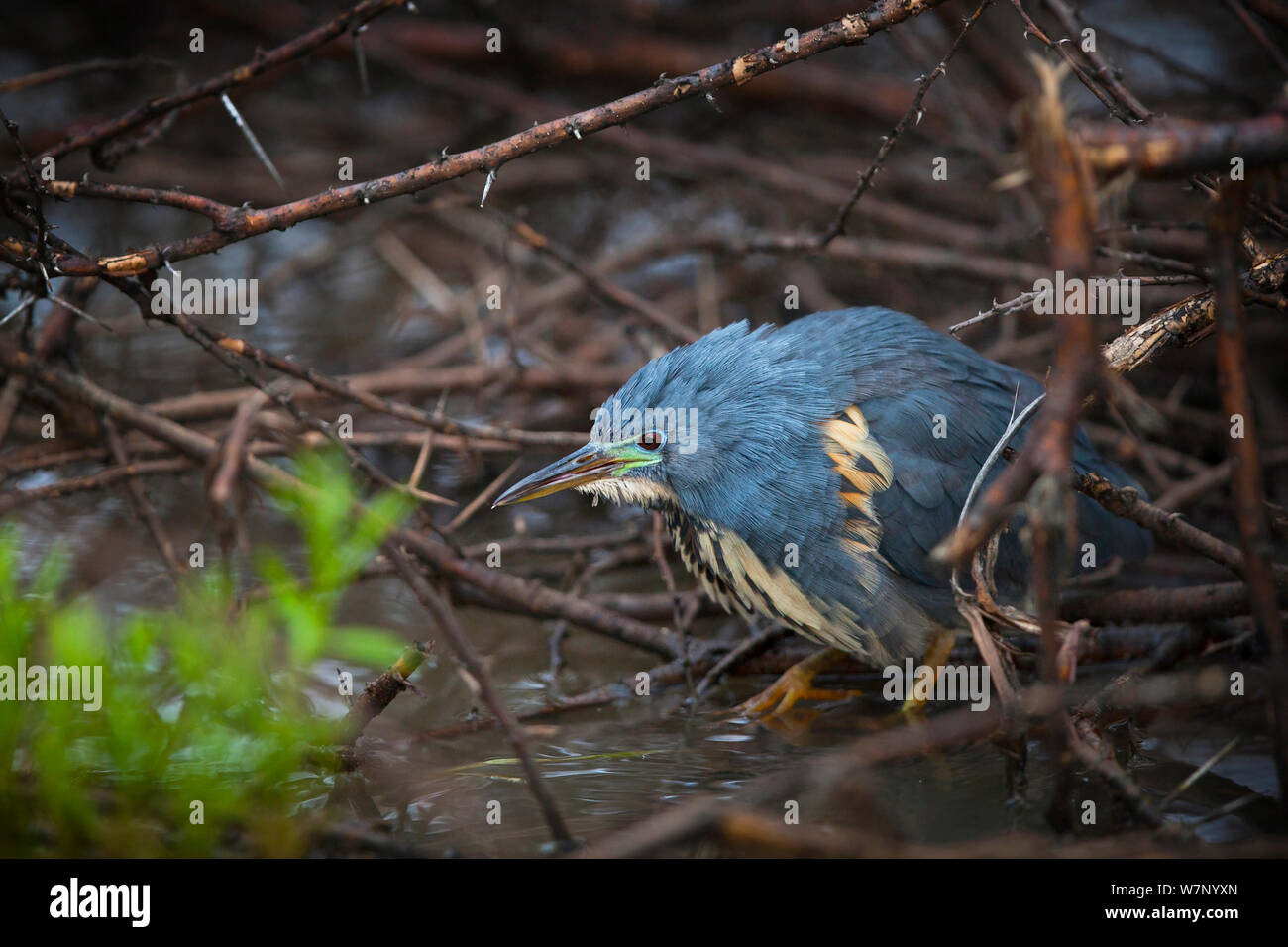 Waterside vegetation hi-res stock photography and images - Alamy