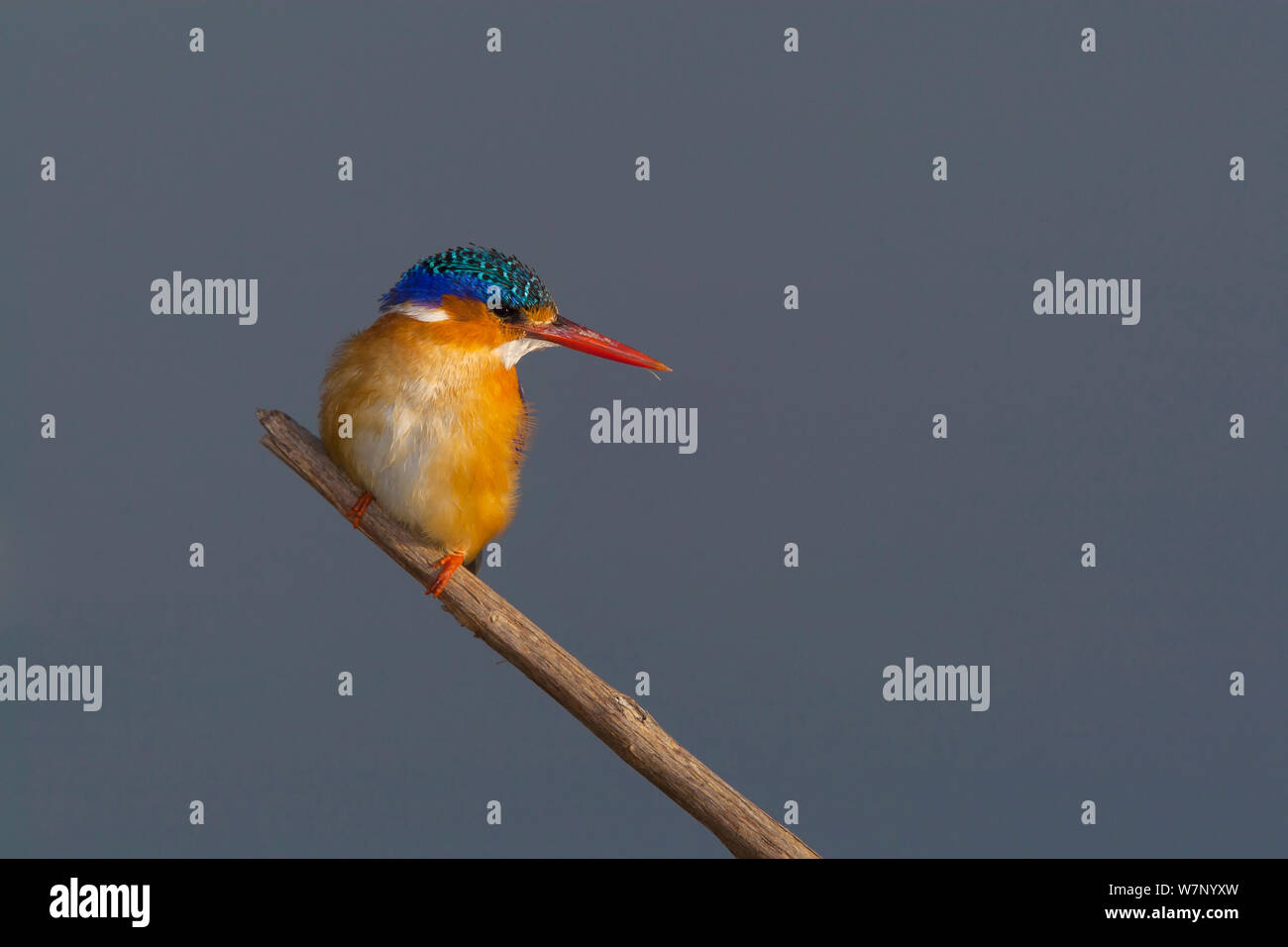 Malachite Kingfisher (Alcedo christata) perched on a reed at Marievale Bird Sanctuary, Gauteng, South Africa, August Stock Photo