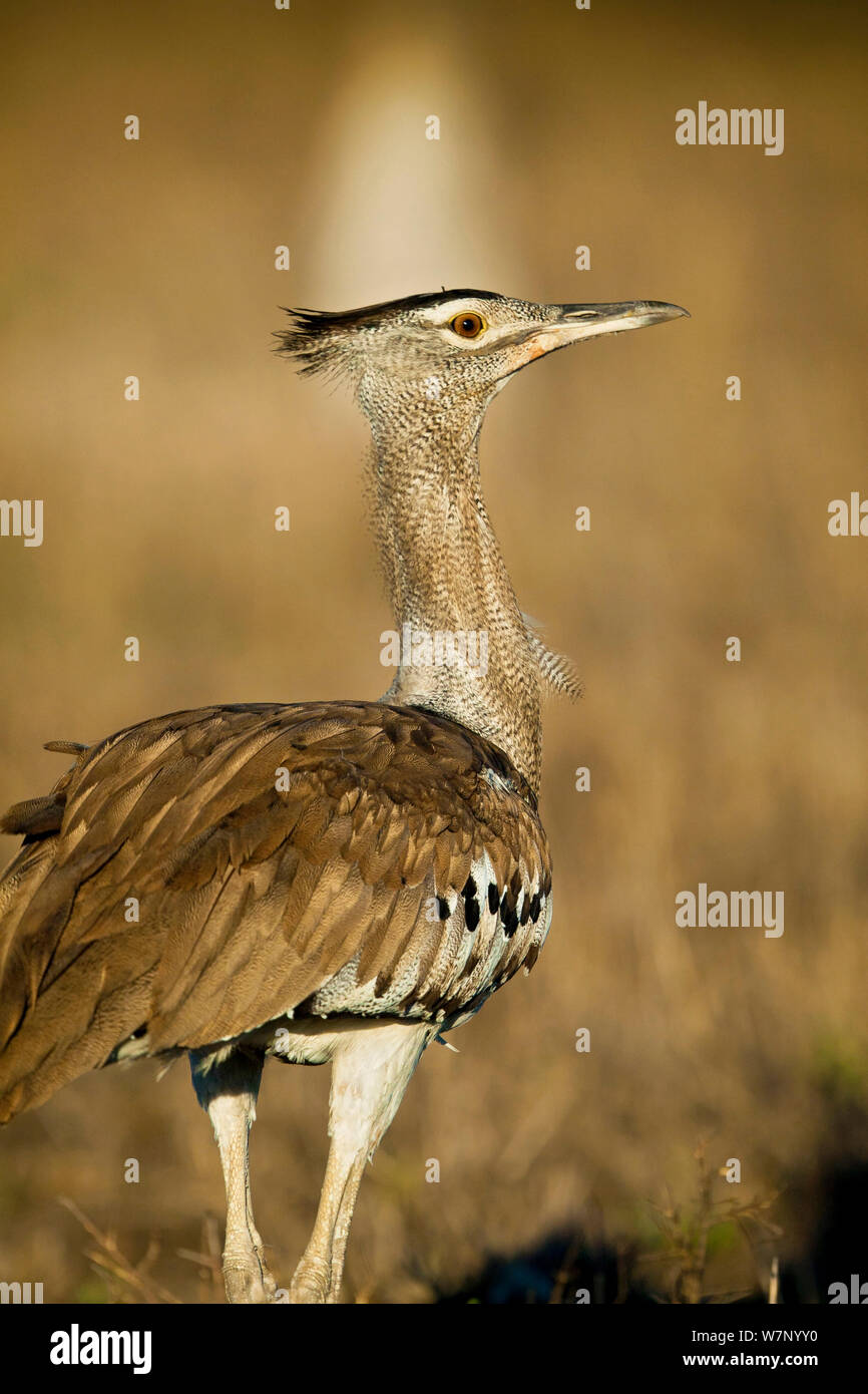Kori Bustard Ardeotis Kori Possibly The World S Heaviest Flying Bird Kruger National Park South Africa December Stock Photo Alamy Kori Bustard Ardeotis Kori Possibly The World S Heaviest Flying Bird Kruger National Park South Africa December Stock Photo Alamy