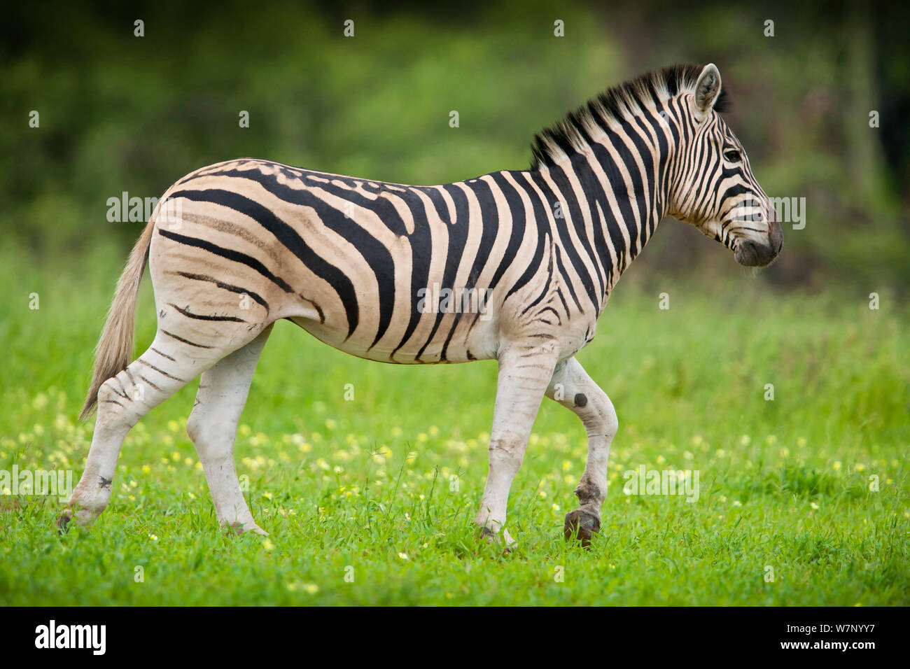 Plains Zebra (Equus quagga) walking profile, Mapungubwe National Park, Limpopo Province, South Africa Stock Photo