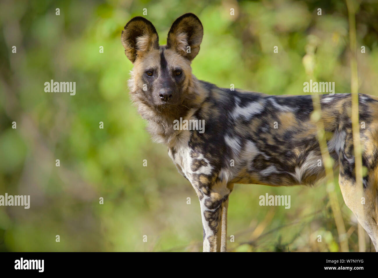 African wild dog (Lycaon pictus) on the banks of the Limpopo River, Northern Tuli Game Reserve, Botswana Stock Photo
