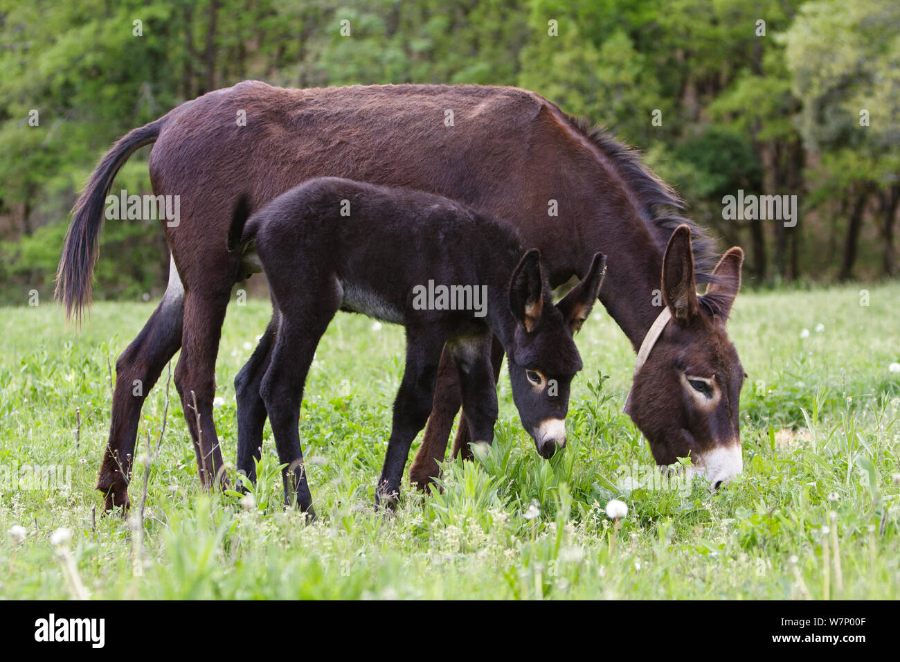 Donkey female with foal, Catalonian race, Lleida Province, Spain Stock Photo