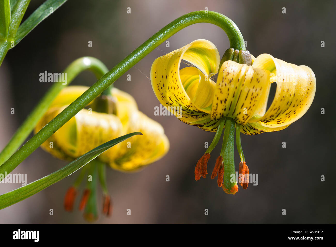 Pyrenean Lily (Lilium pyrenaicum) Pyrenees, Lleida Province, Spain, July Stock Photo