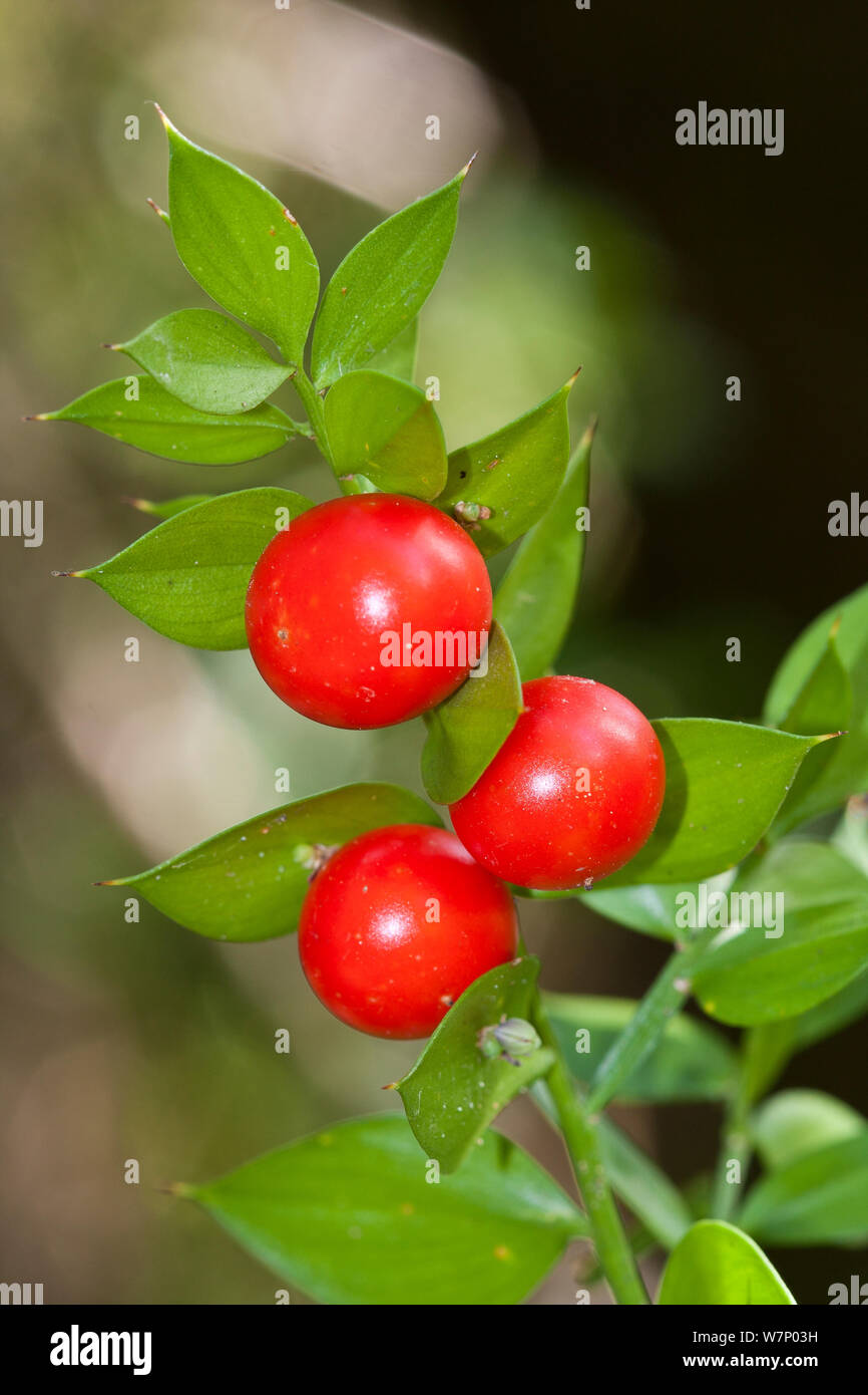 Butcher's Broom (Ruscus aculeatus) berries, Barcelona Province, Spain, November Stock Photo