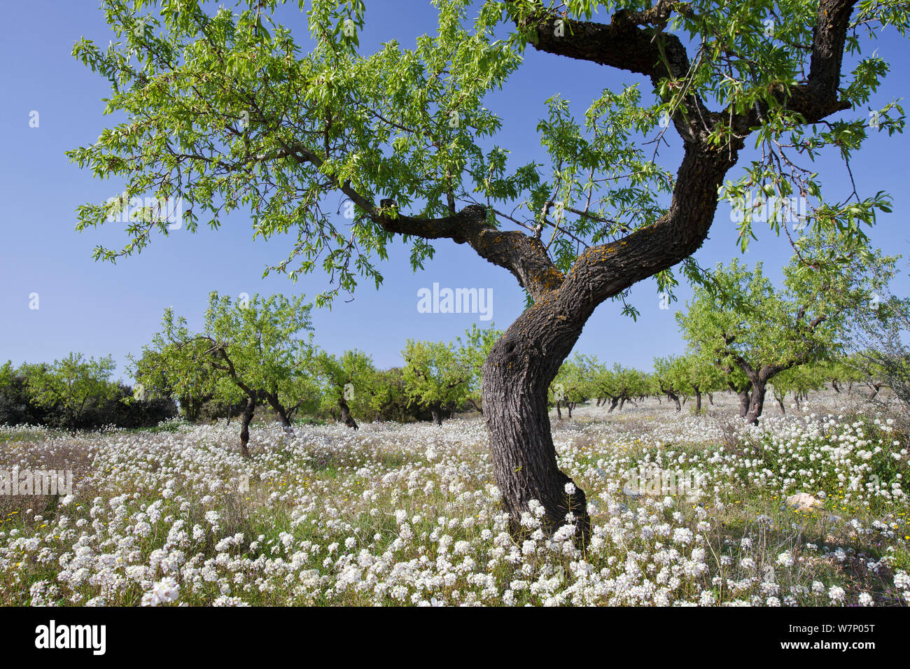 Almond tree (Prunus dulcis / Amygdalus communis) in spring surrounded by flowers, Serra Llarga, Lleida Province, Spain, April Stock Photo