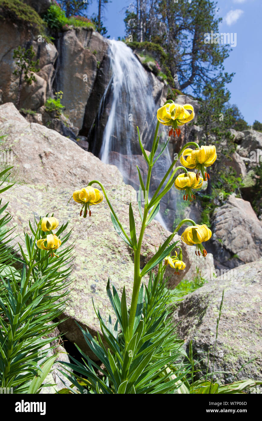 Pyrenean lily (Lilium pyrenaicum) in front of waterfall Tossa Plana de Lles, Pyrenees, Lleida Province, Spain, July Stock Photo