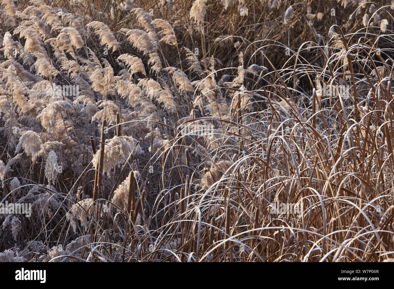 Vegetation with bulrushes (Typha) and reeds surrounding Ivars Lake covered in frost in winter,  Lleida Province, Spain, January Stock Photo