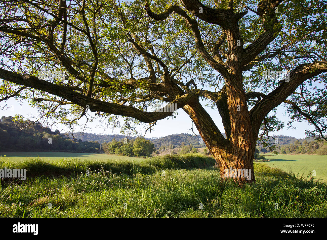 Walnut tree (Juglans regia) Miralles Mountain Range, Barclelona province, Spain, April Stock Photo