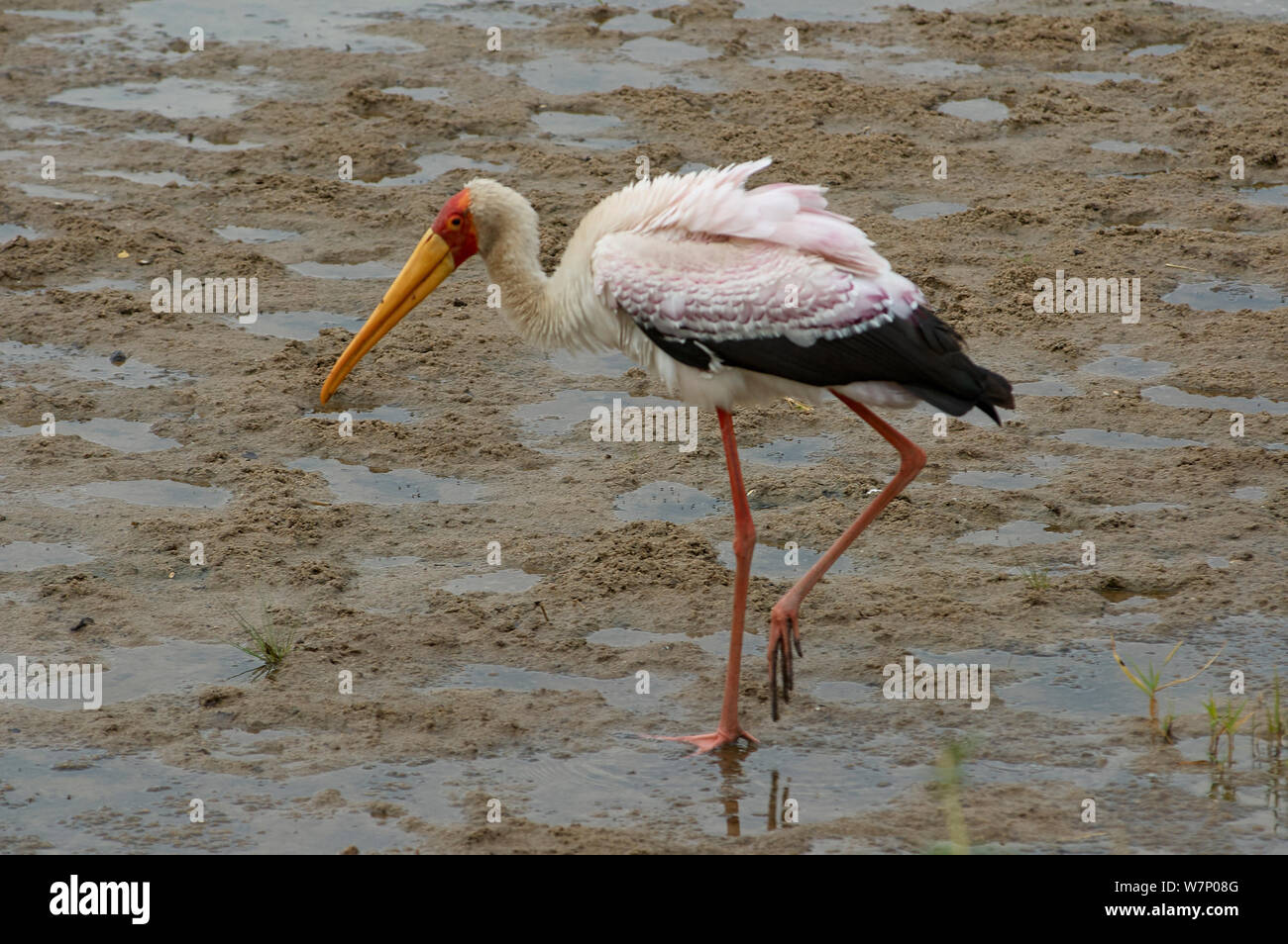 A 'glutton' Yellow Billed Stork wading a muddy river bed in search for food Stock Photo