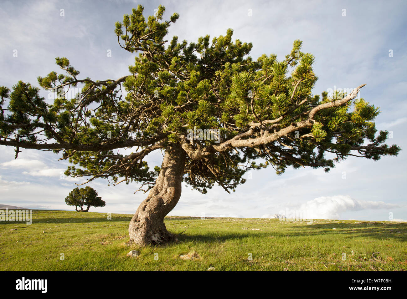 Mountain Pine (Pinus mugo uncinata ) in El Verd Mountain Range, Pyrenees, Lleida Province, Spain, June Stock Photo