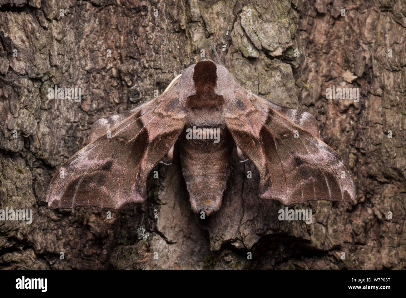 Eyed hawkmoth (Smerinthus ocellatus) at rest camouflaged on bark, Surrey, UK. Sequence 1 of 2. Stock Photo