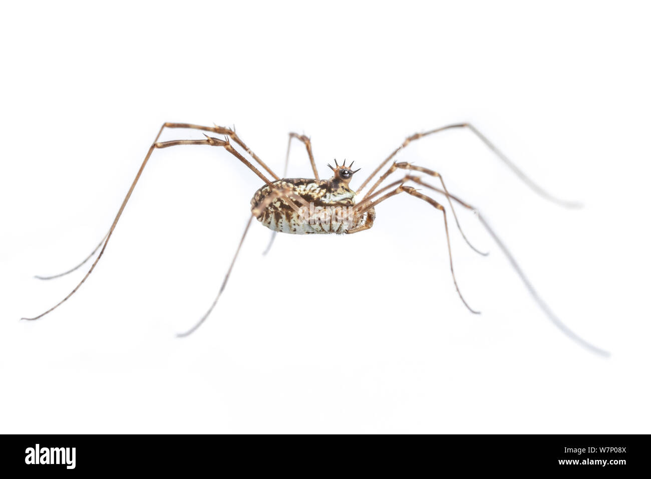 Spiny-Headed Harvestman (Megabunus diadema) showing prominent spines above eyes, photographed on a white background. Peak District National Park, Derbyshire, UK. June. Stock Photo