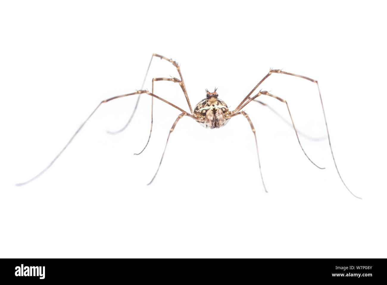 Spiny-Headed Harvestman (Megabunus diadema) showing prominent spines above eyes, photographed on a white background. Peak District National Park, Derbyshire, UK. June. Stock Photo