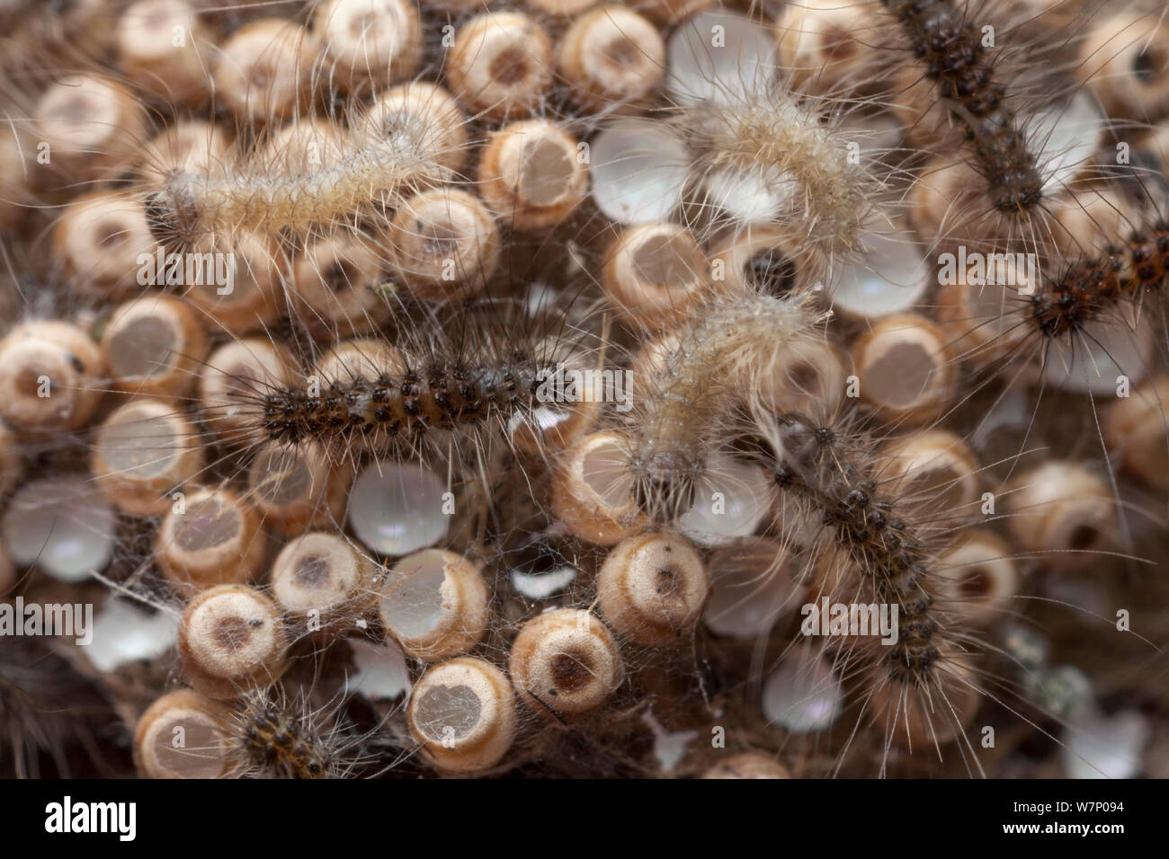 Common Vapourer Moth (Orgyia antiqua) eggs hatching, with newly emerged caterpillars seen eating their egg cases. Derbyshire, UK, April Stock Photo
