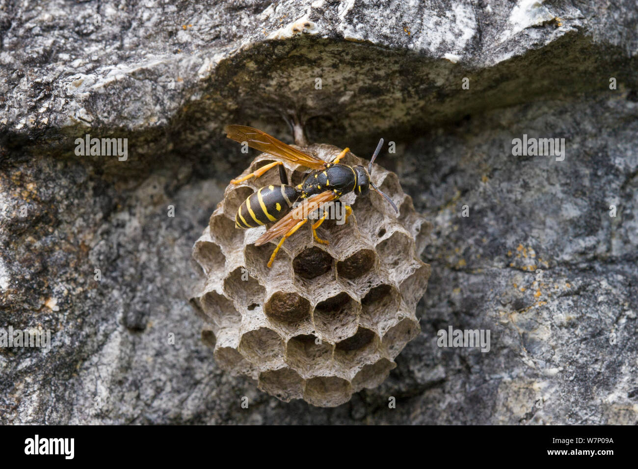 Paper Wasp (Polistes gallicus) on nest, Nordtirol, Tirol, Austrian Alps, Austria, June Stock Photo
