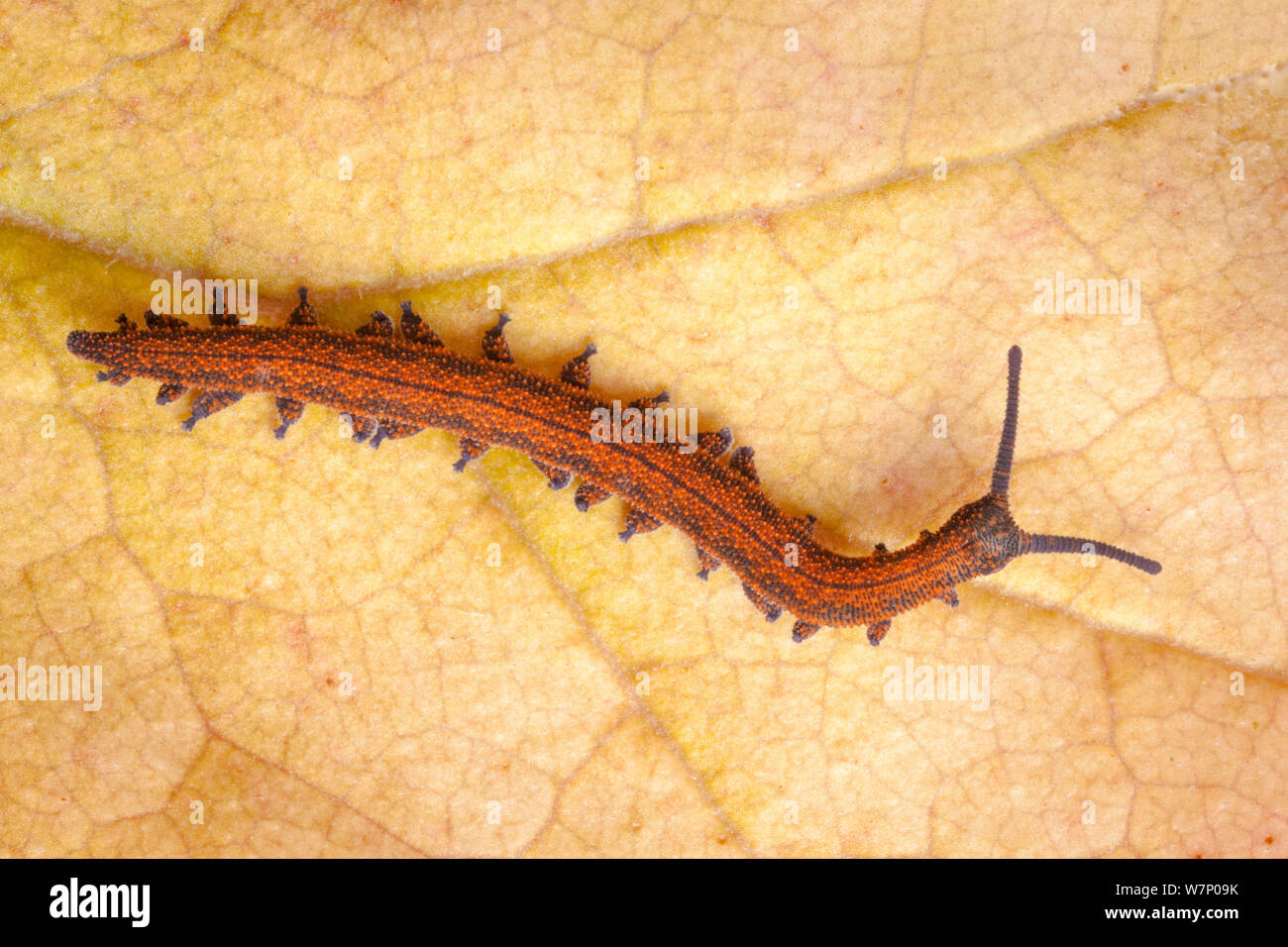 Velvet Worm (Peripatus novaezealandiae) known as 'living fossils', having  remained the same for approximately 570 million years, New Zealand, Captive  Stock Photo - Alamy