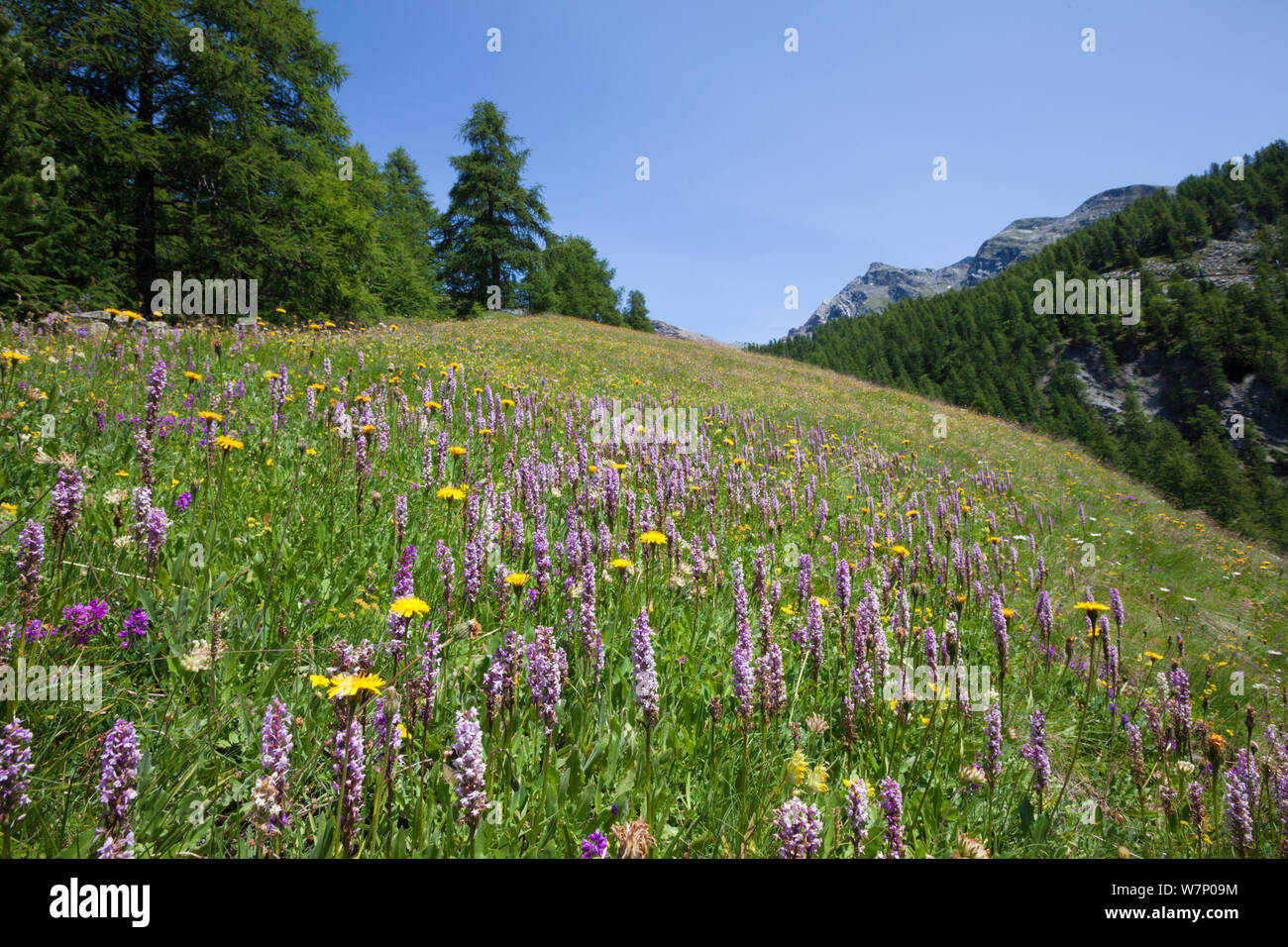 Fragrant Orchids (Gymnadenia conopsea) in flower in alpine meadow in Aosta Valley, Monte Rosa Massif, Pennine Alps, Italy. July. Stock Photo