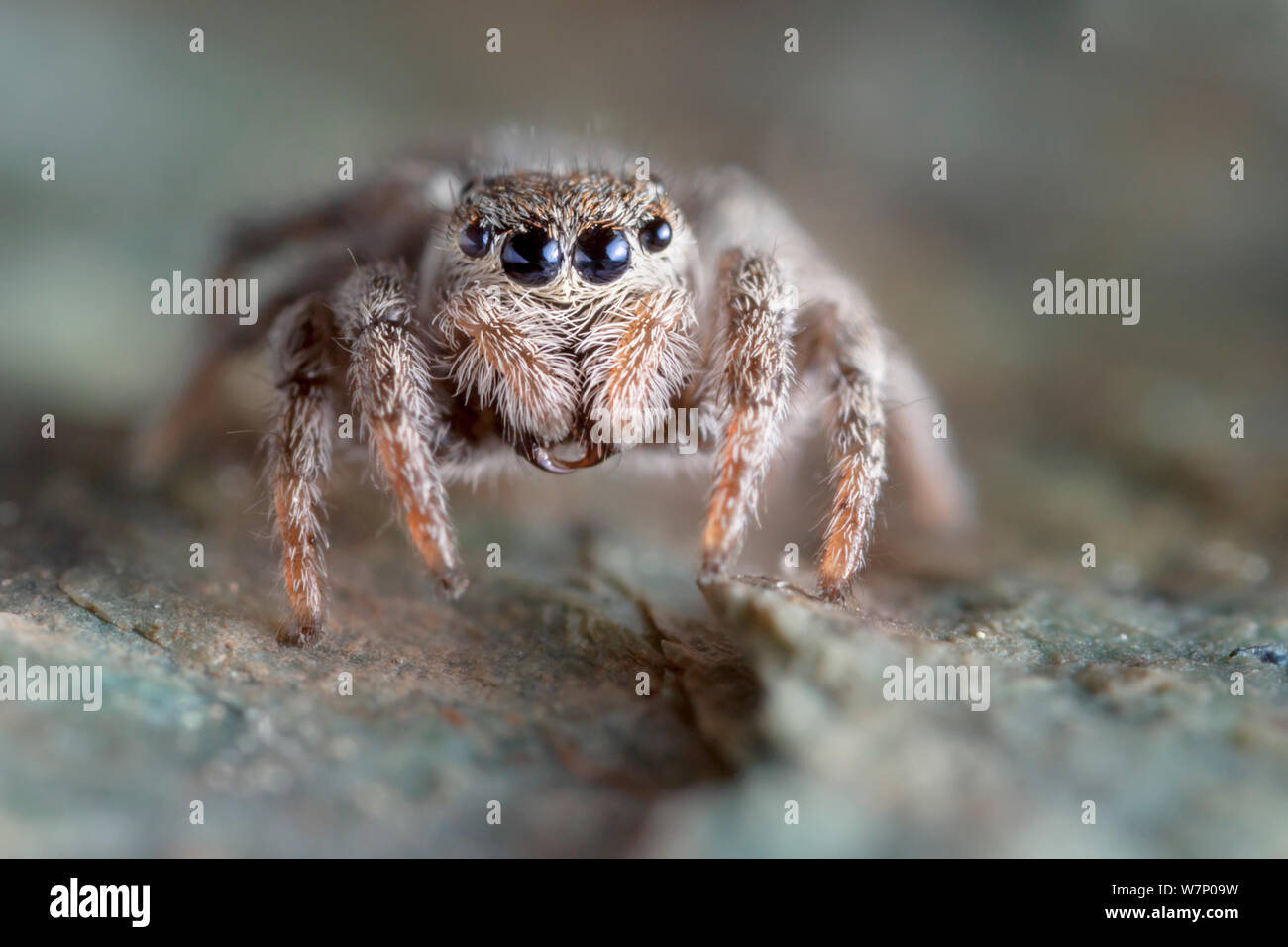 Jumping Spider (Sitticus sp.) found on a mountain ridge at 2800 metres altitude, Aosta Valley, Monte Rosa Massif, Pennine Alps, Italy Stock Photo