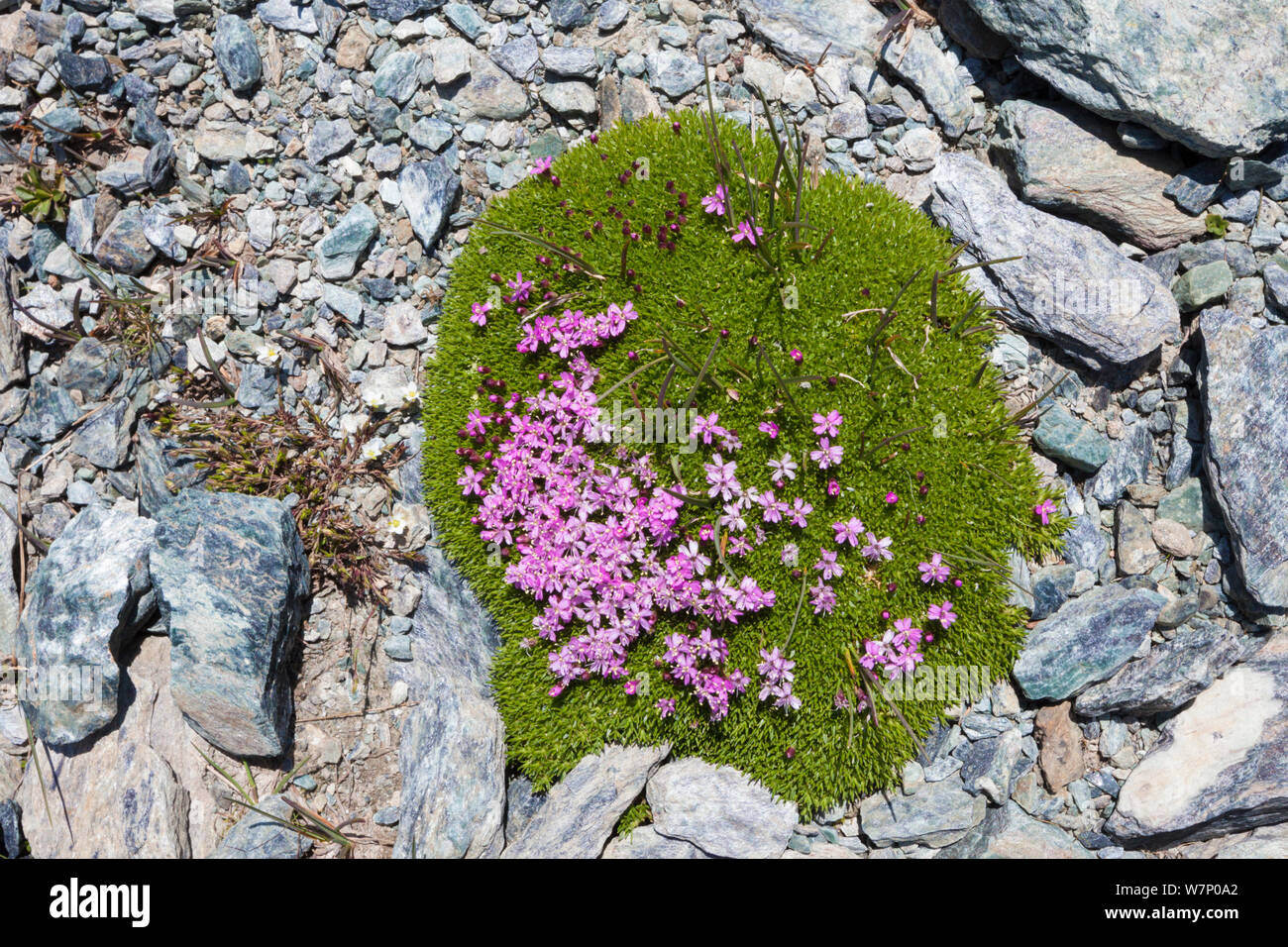 Moss Campion (Silene acaulis) growing on scree slope at 2800m altitude, Aosta Valley, Monte Rosa Massif, Pennine Alps, Italy. July. Stock Photo