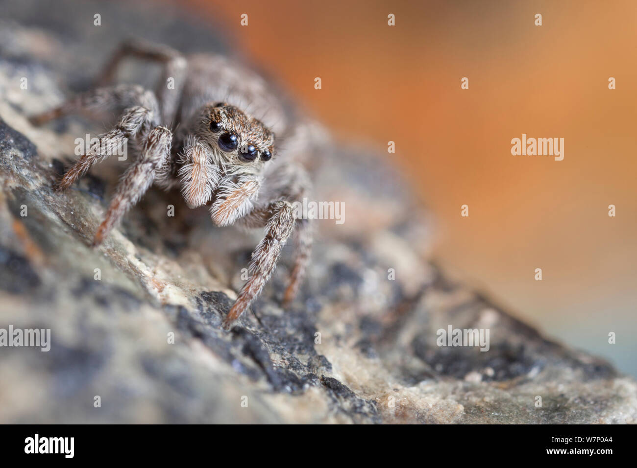 Jumping Spider (Sitticus sp.) found on a mountain ridge at 2800 metres altitude, Aosta Valley, Monte Rosa Massif, Pennine Alps, Italy Stock Photo
