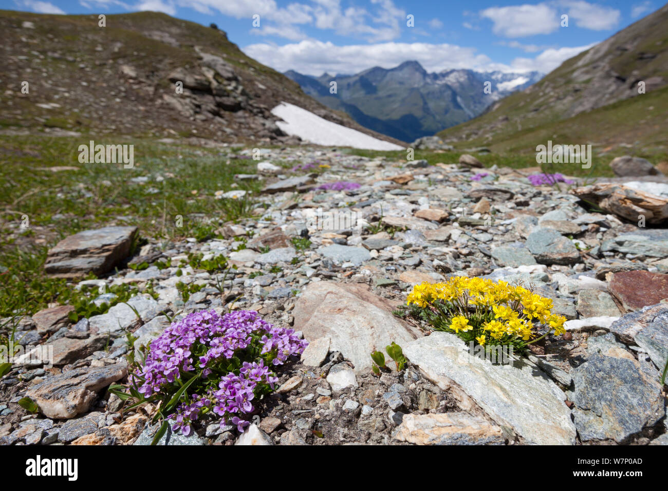 Round-leaved Penny Cress (Thlaspi rotundiflora) and yellow Whitlow Grass (Draba hoppeana) in flower on rocky plane at 2500 metres altitude in the Aosta Valley, Monte Rosa Massif, Pennine Alps, Italy. July. Stock Photo