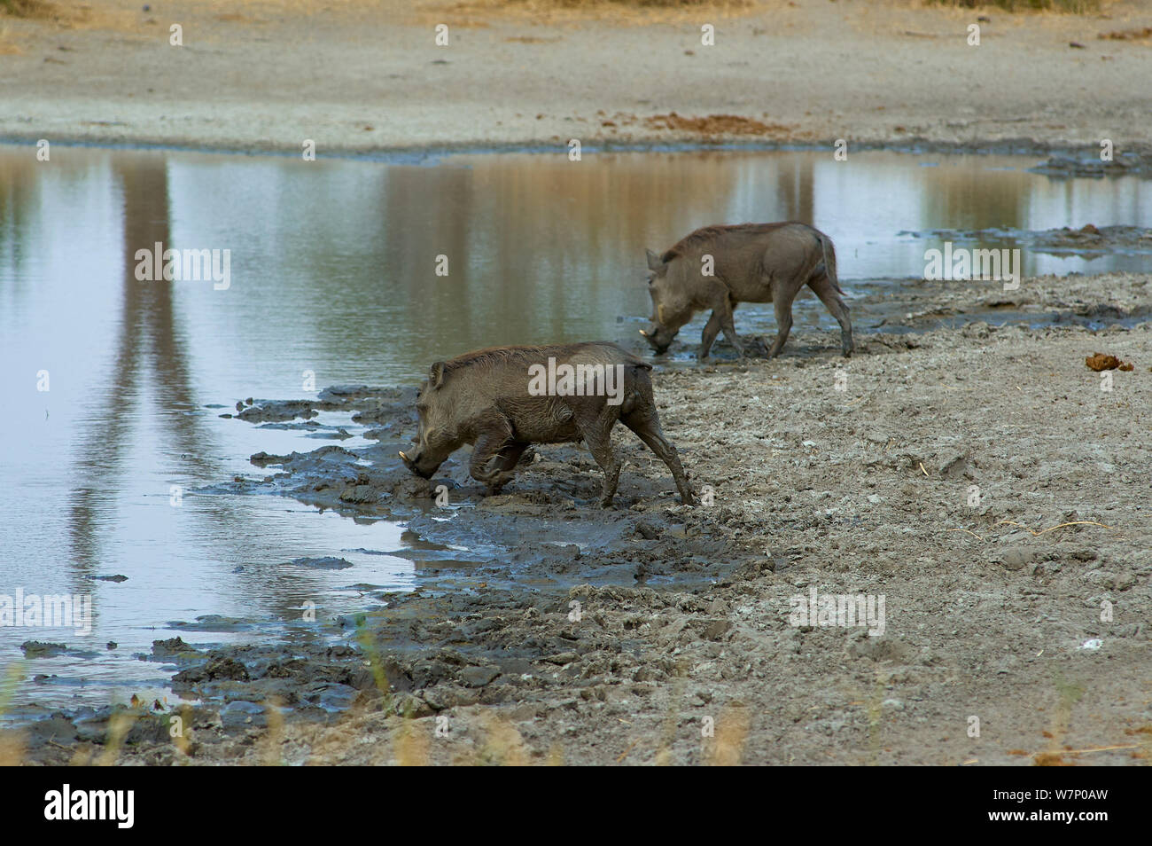 Pool good for wildlife hi-res stock photography and images - Alamy