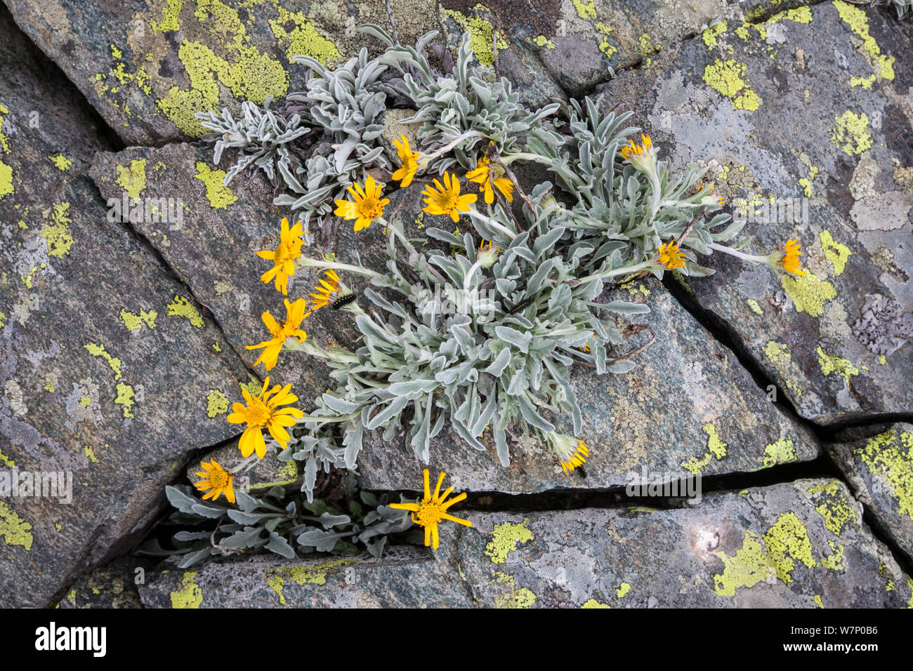 Haller's Ragwort (Senecio halleri) flowering, Aosta Valley, Monte Rosa Massif, Pennine Alps, Italy. July. Stock Photo