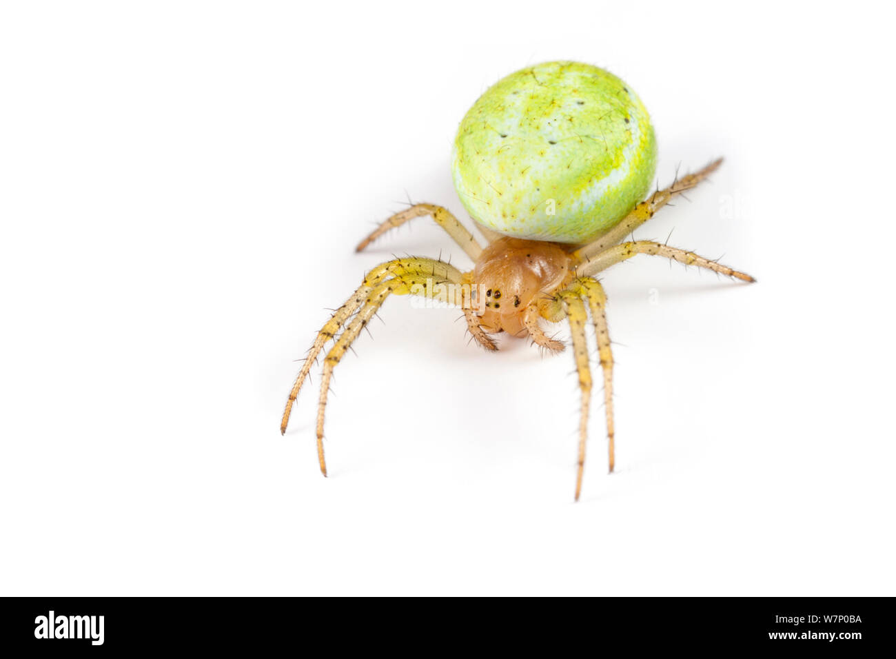 Cucumber Spider (Araniella cucurbitina) female, photographed on a white background. Aosta Valley, Monte Rosa Massif, Pennine Alps, Italy. July. Stock Photo