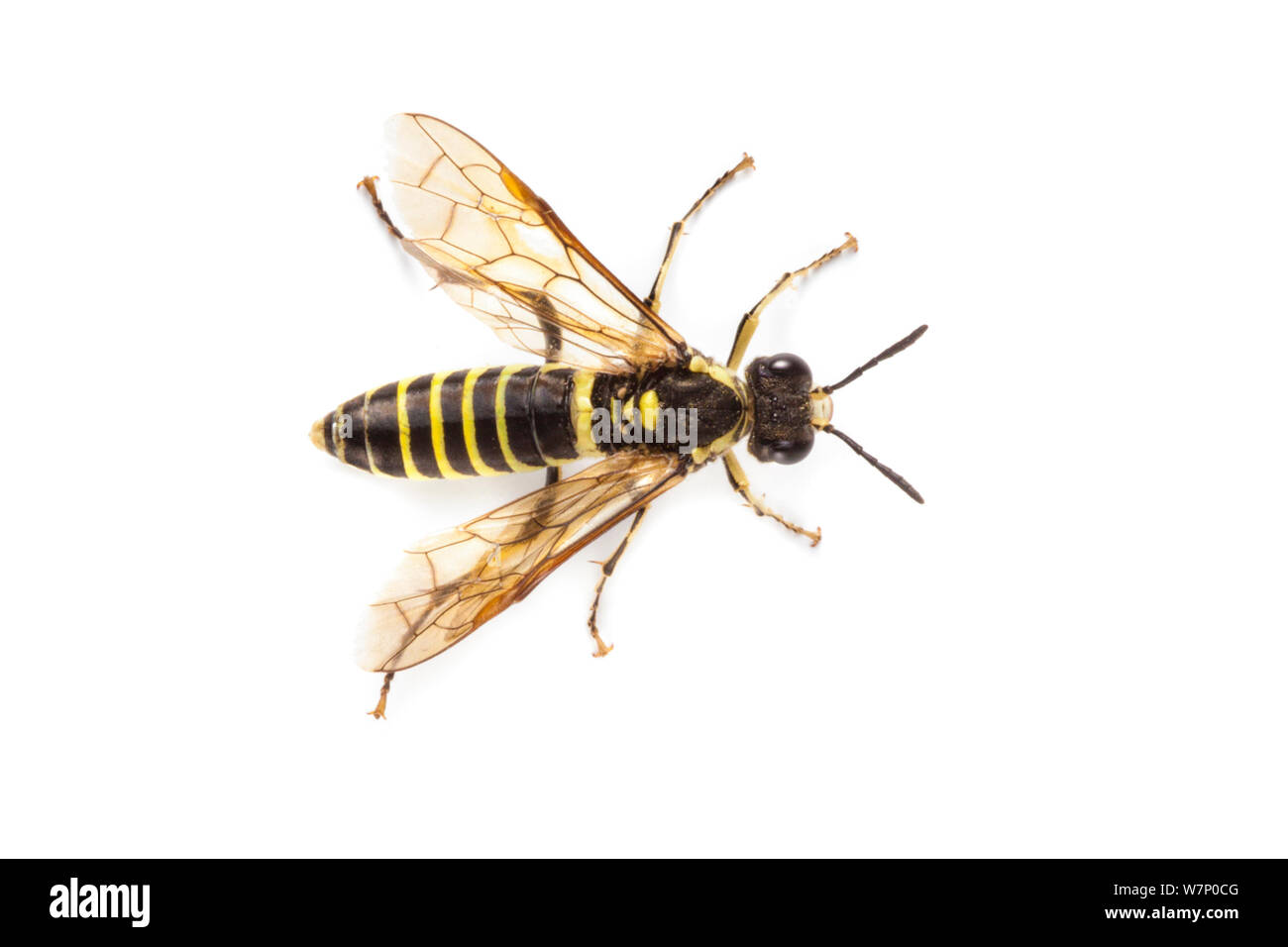 Sawfly (Tenthredo sp) overhead view of wasp mimic, photographed on a white background, Aosta Valley, Monte Rosa Massif, Pennine Alps, Italy. July. Stock Photo