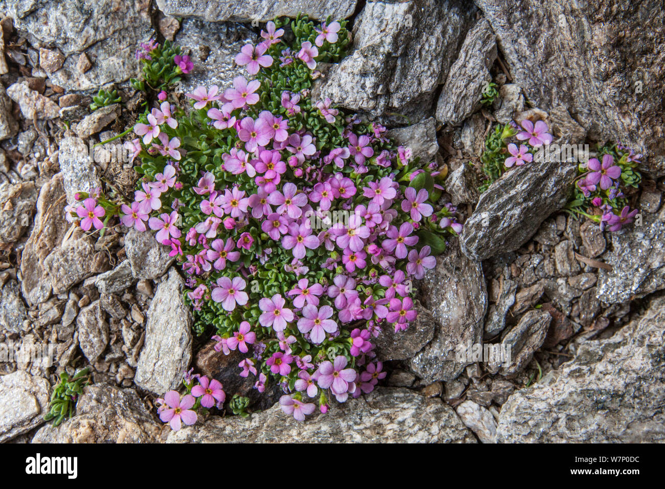 Alpine Rock Jasmine (Androsace alpina) growing amongst scree at 2800 metres altitude in Gran Paradiso National Park, Aosta Valley, Pennine Alps, Italy. July. Stock Photo