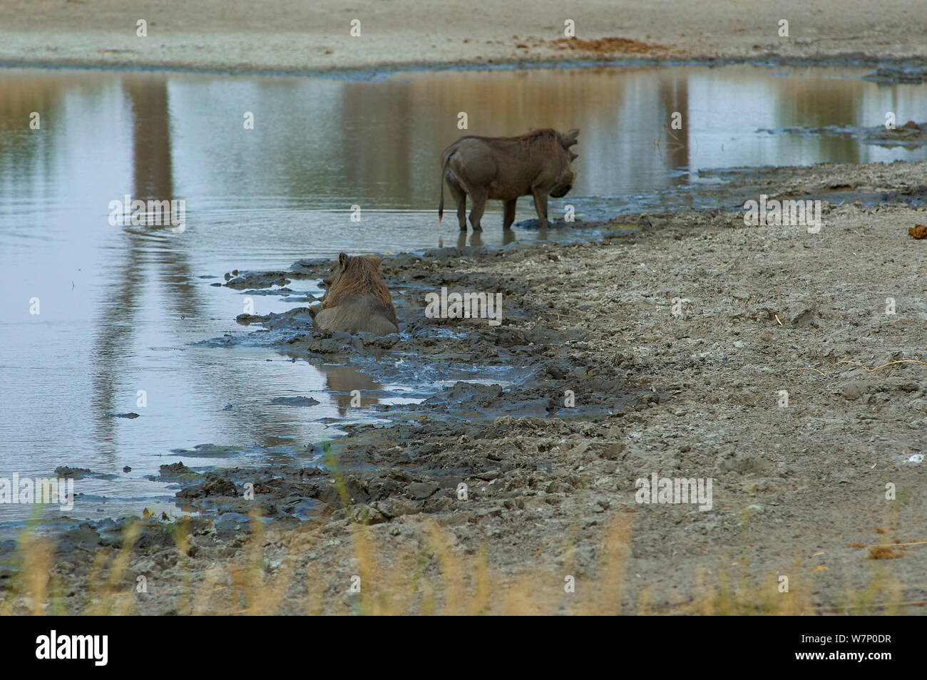 Pool good for wildlife hi-res stock photography and images - Alamy