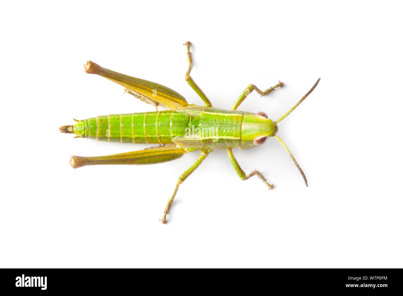 Small Gold Grasshopper (Euthystira brachyptera) overhead view, photographed on a white background. Aosta Valley, Monte Rosa Massif, Pennine Alps, Italy. July. Stock Photo