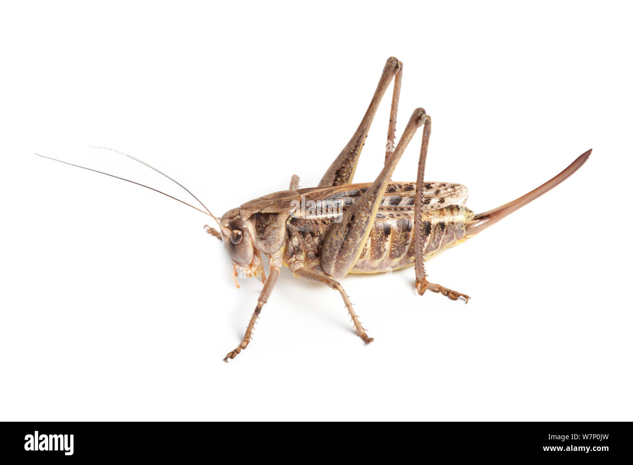 White Faced Bush Cricket (Decticus albifrons) female showing large ovipositor, photographed on a white background. Aosta Valley, Monte Rosa Massif, Pennine Alps, Italy. July. Stock Photo