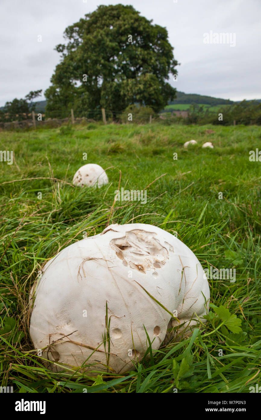 Giant Puff Ball Stock Photos and Pictures - 88 Images