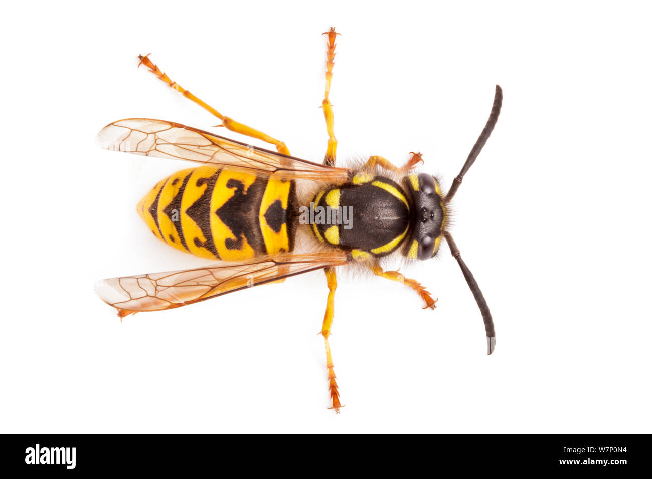 German Wasp (Vespula germanica) overhead view, photographed on a white background, Derbyshire, UK. September. Stock Photo