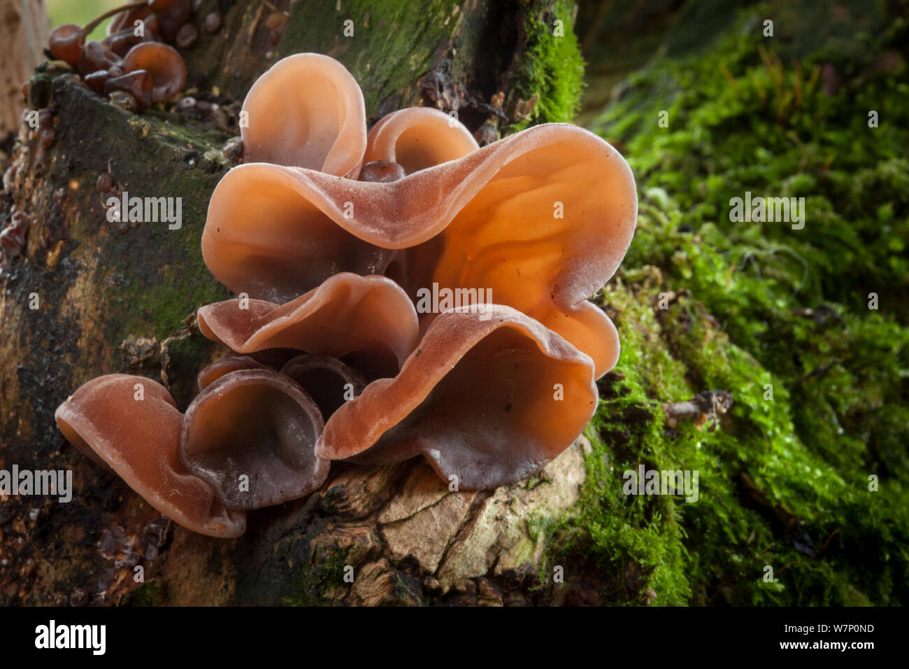 Jew's Ear Fungus (Auricularia auricula judae) growing on Elder tree (Sambucus nigra). Peak District National Park, Derbyshire, UK. November. Stock Photo