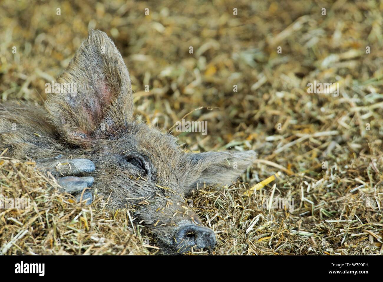 Pig austria hires stock photography and images Alamy