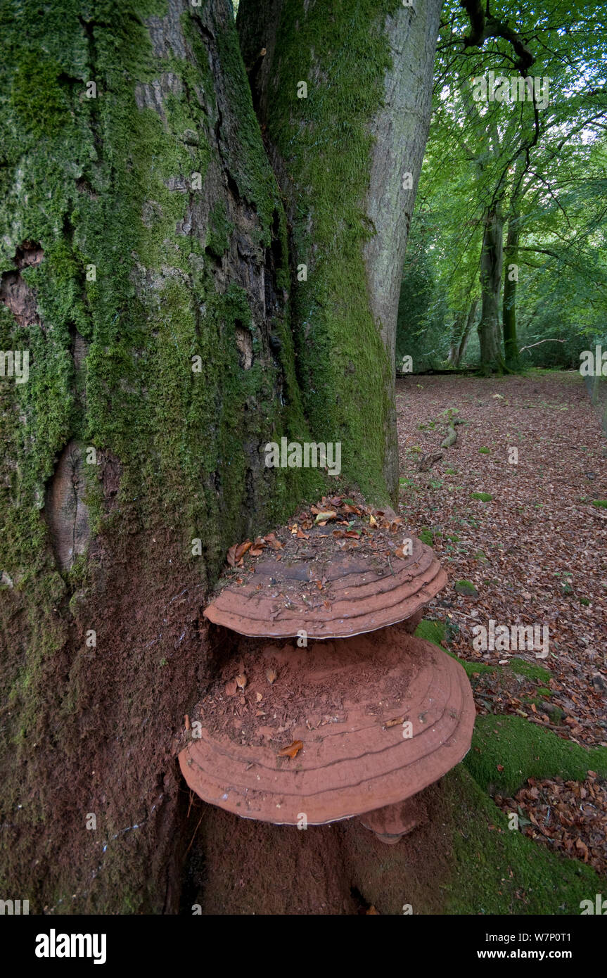 Southern bracket fungus (Ganoderma australe) growing on an ancient Beech (Northofagus) tree, Sussex, England, UK, October. Stock Photo
