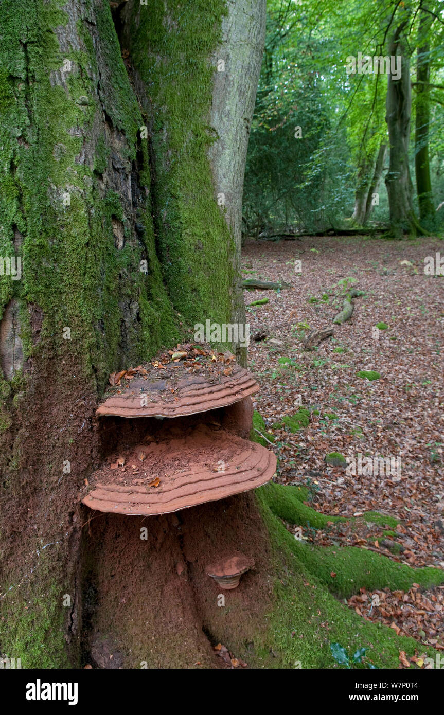 Southern bracket fungus (Ganoderma australe) growing on an ancient Beech (Northofagus) tree, Sussex, England, UK, October. Stock Photo