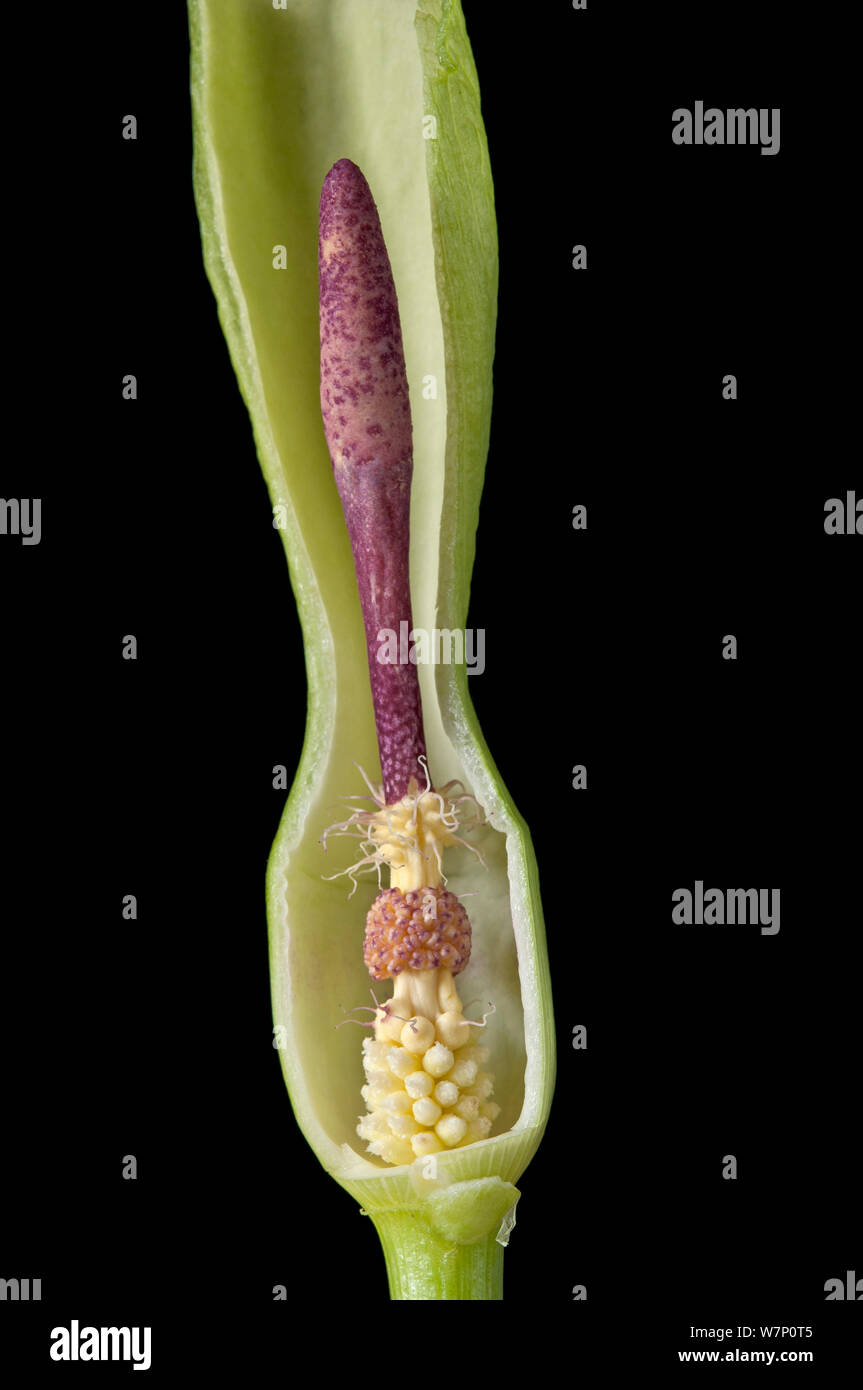 Cross section of the spathe of a Wild arum / Lords and Ladies / Cuckoo pint (Arum maculatum), showing in succession (from below) female flowers, male flowers, and sterile flowers forming a ring of hairs borne on the spadix. Stock Photo