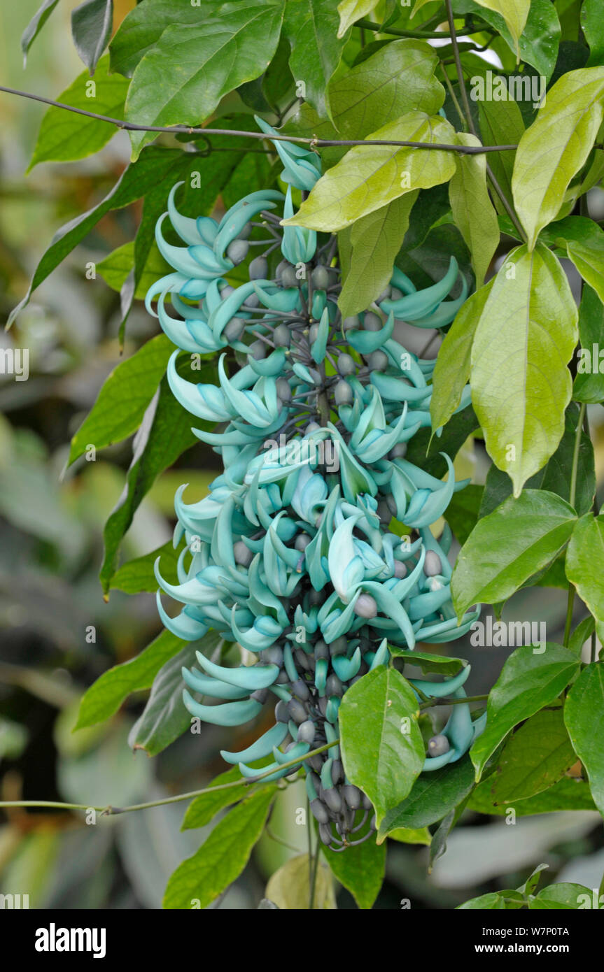 Jade vine (Strongylodon macrobotrys) in flower Stock Photo Alamy
