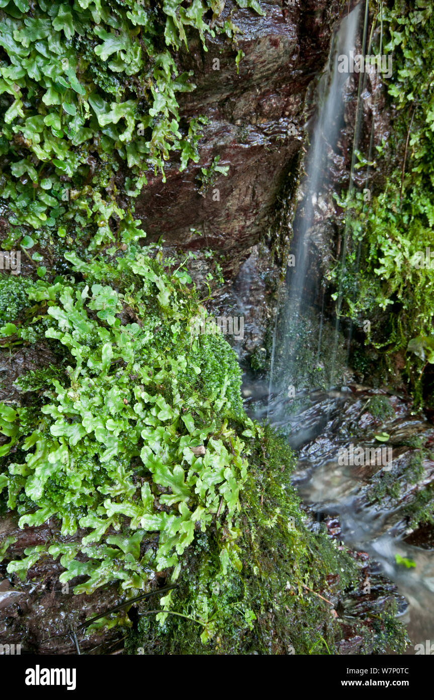 Liverwort (Lunularia) growing on a wet rock face, Devon, England, July Stock Photo