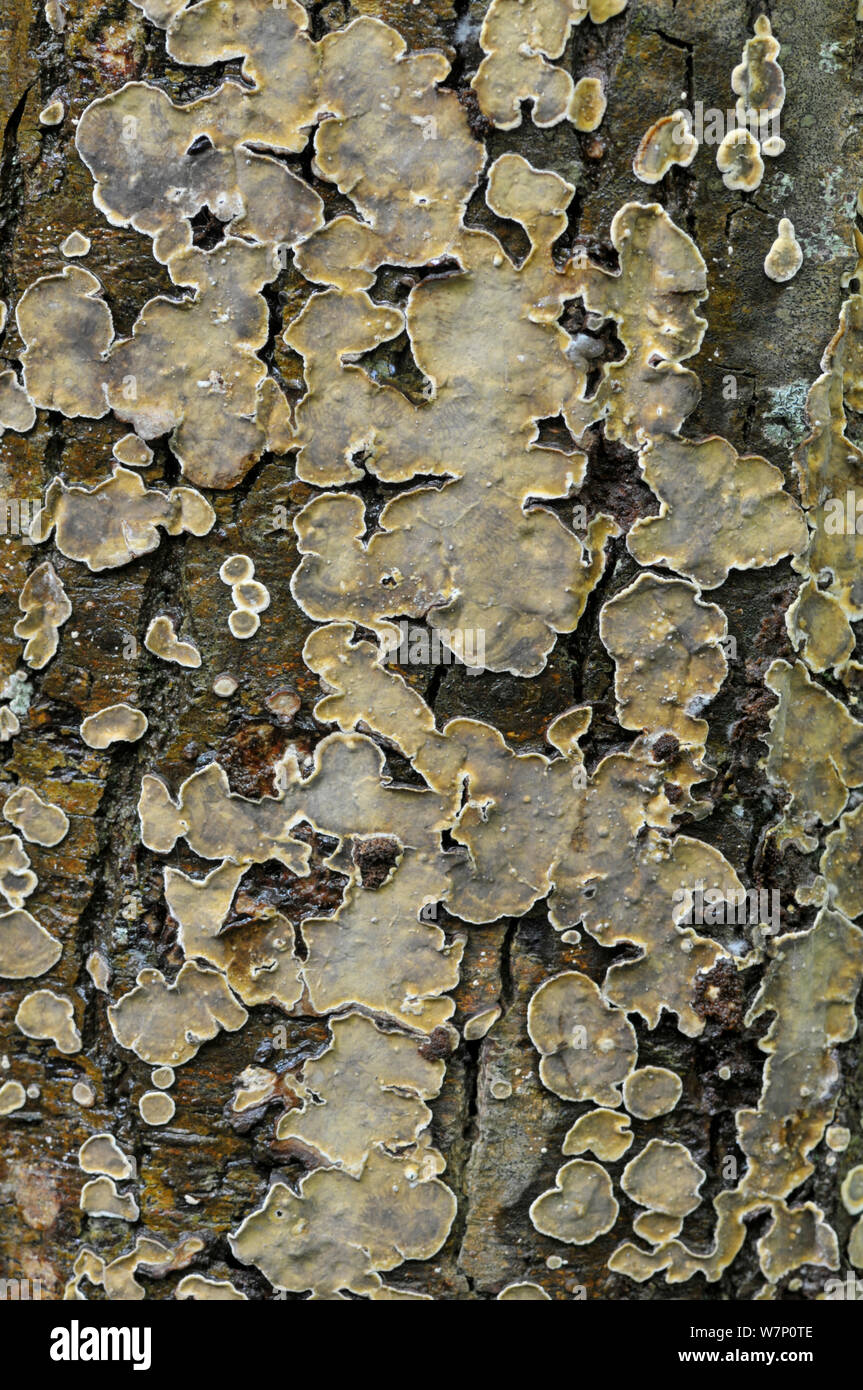 Peniophora quercina (Peniophora quercina), a wood decay fungus, growing on tree bark, Surrey, England, UK, October. Stock Photo