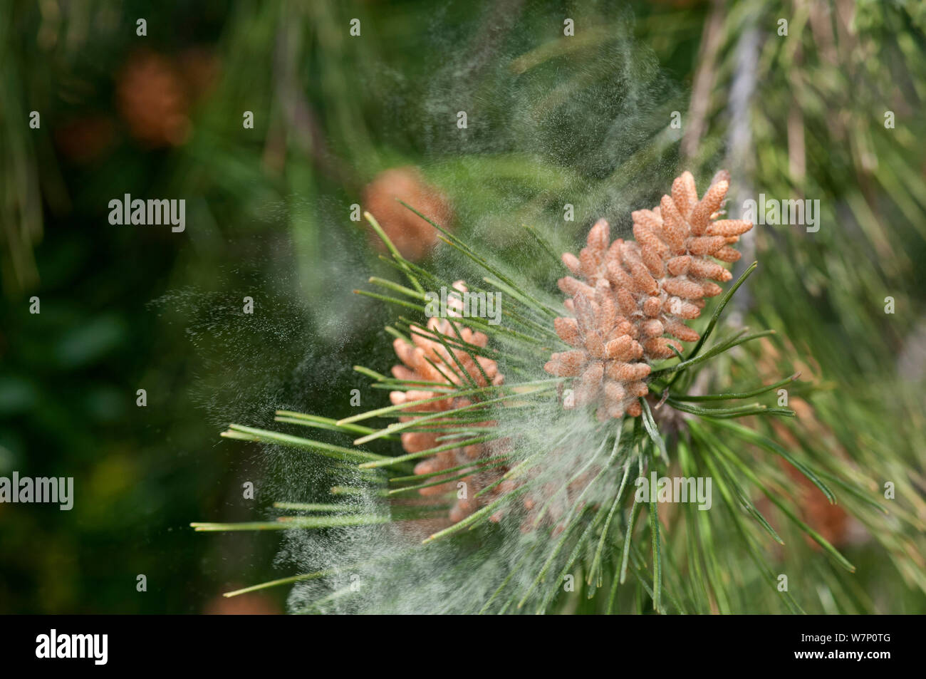 Aleppo pine (Pinus halepensis) tree discharging pollen from male flowers, Majorca, Spain, April. Stock Photo